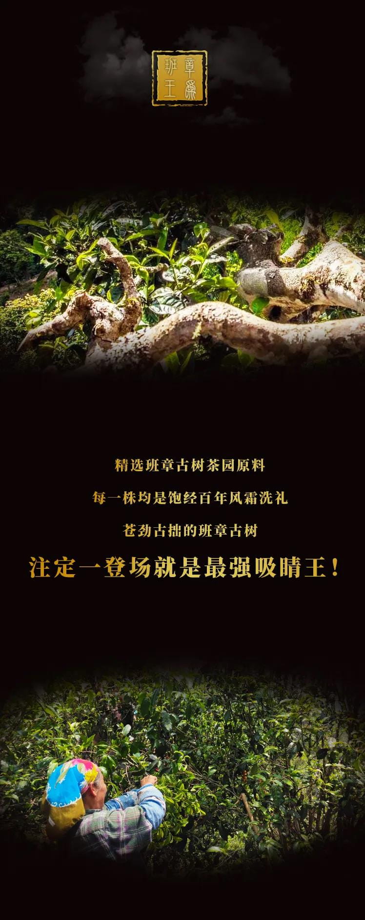 今大福2021年班章茶王青饼