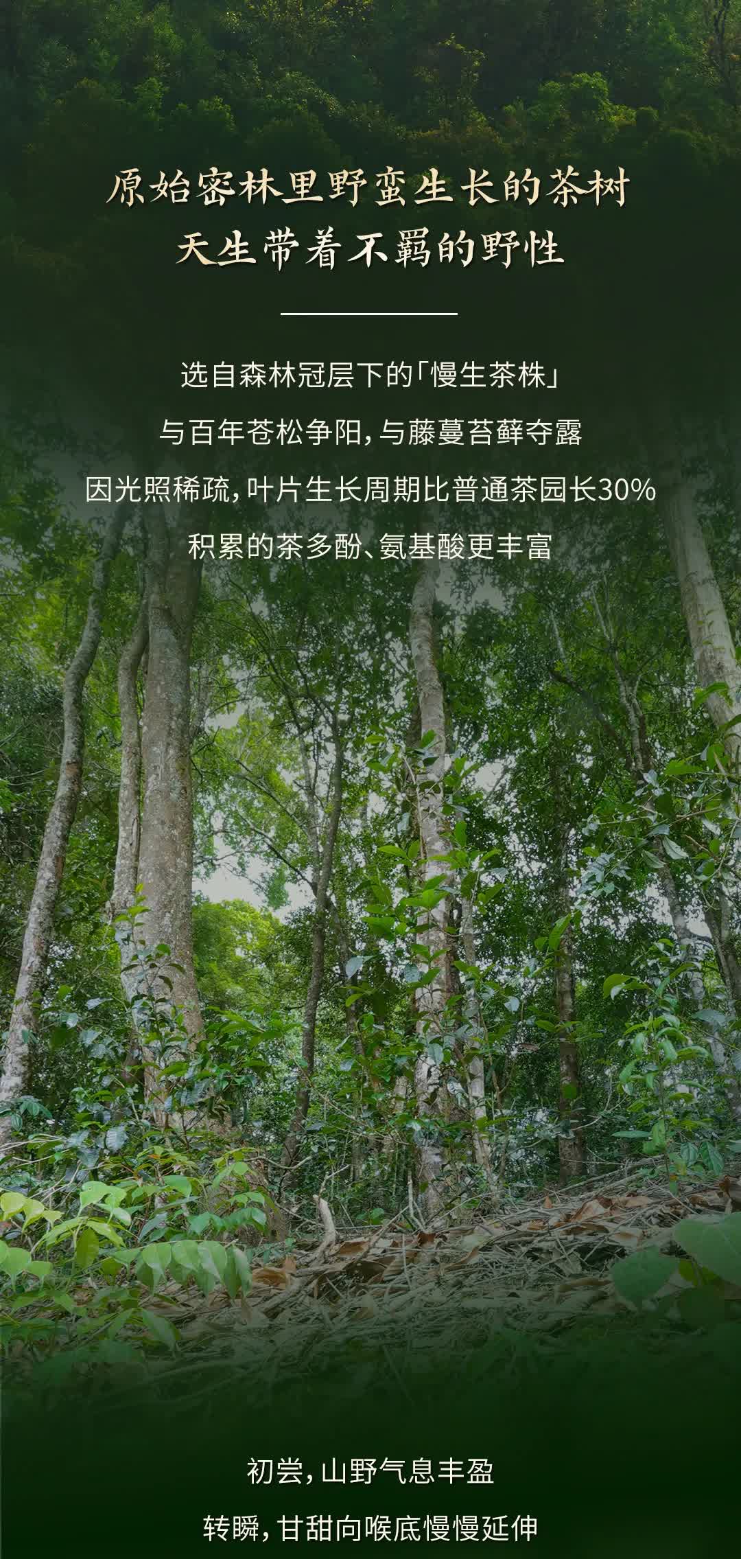 今大福2025年森林班章青饼” /><br /> </span> </p><p class=