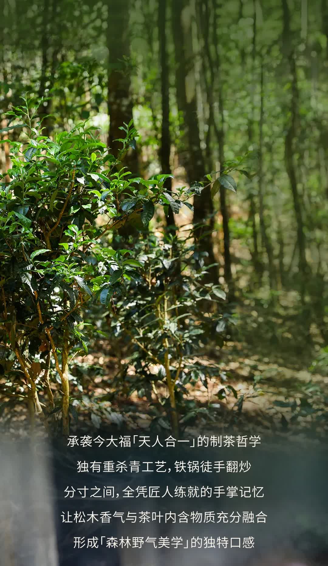 今大福2025年森林班章青饼” /><br /> </span> </p><p class=